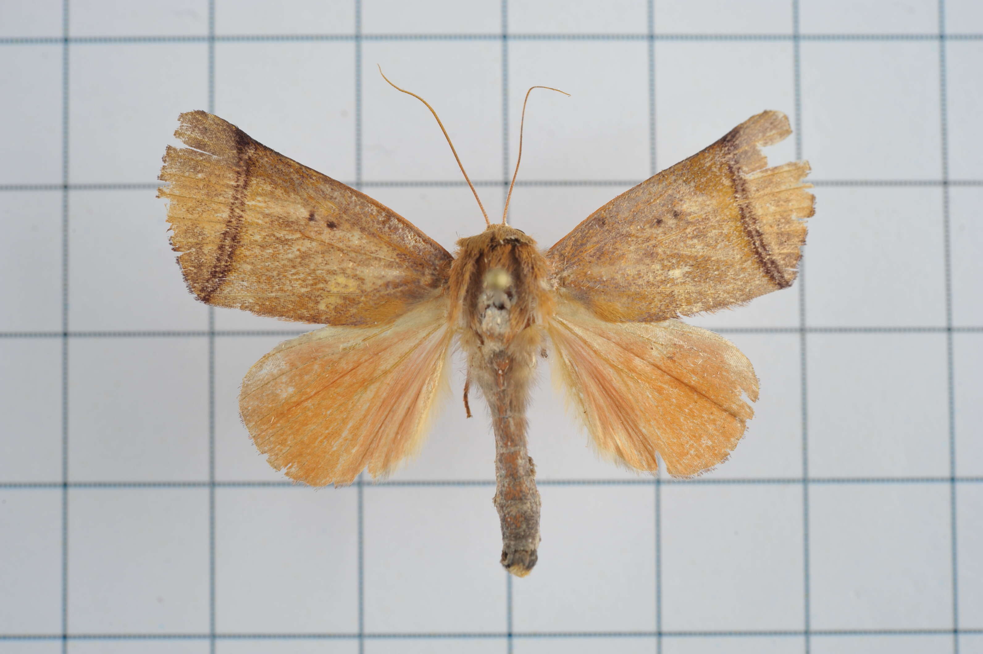 Image of Carea varipes Walker 1856