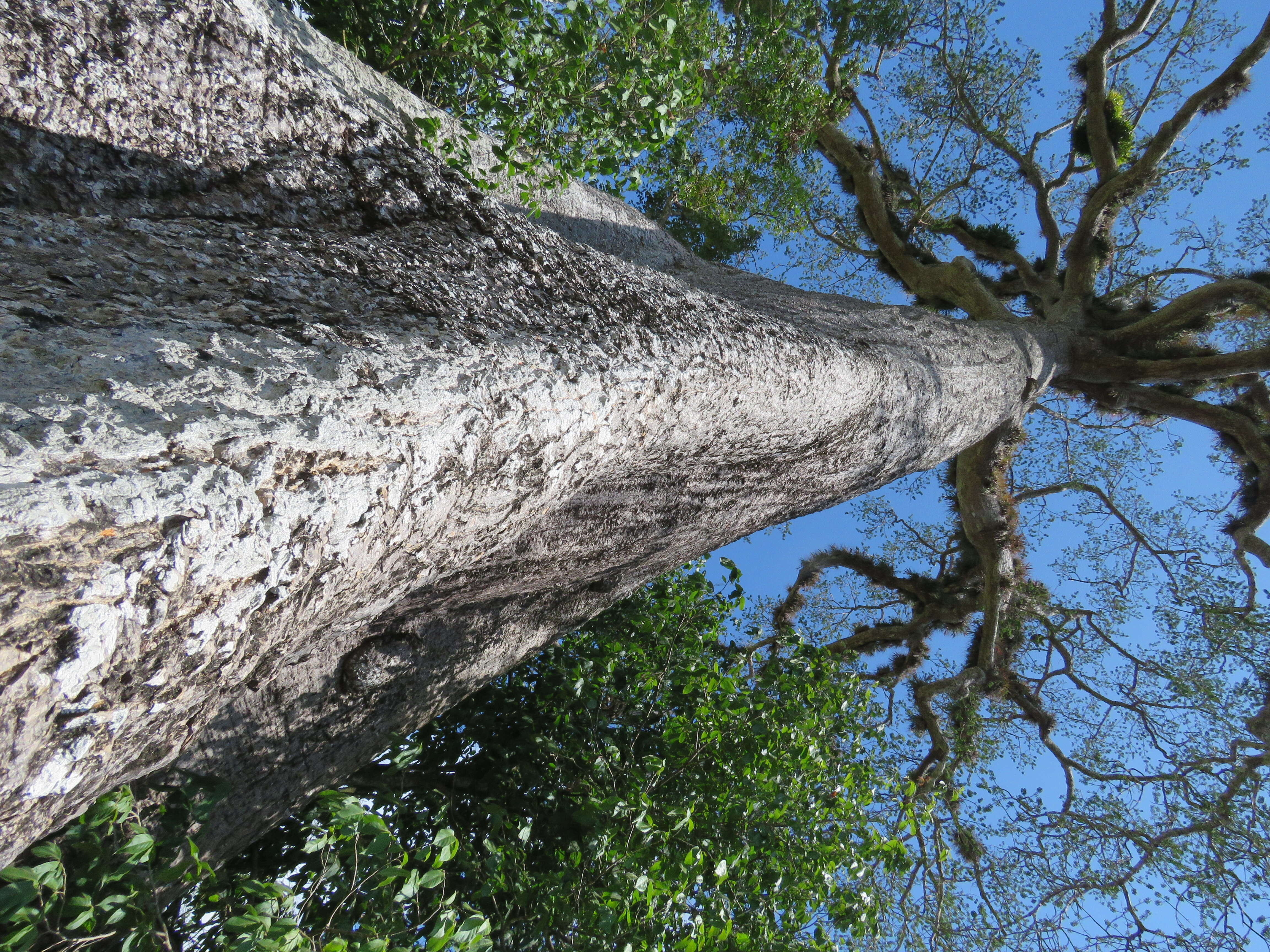 Image of kapoktree