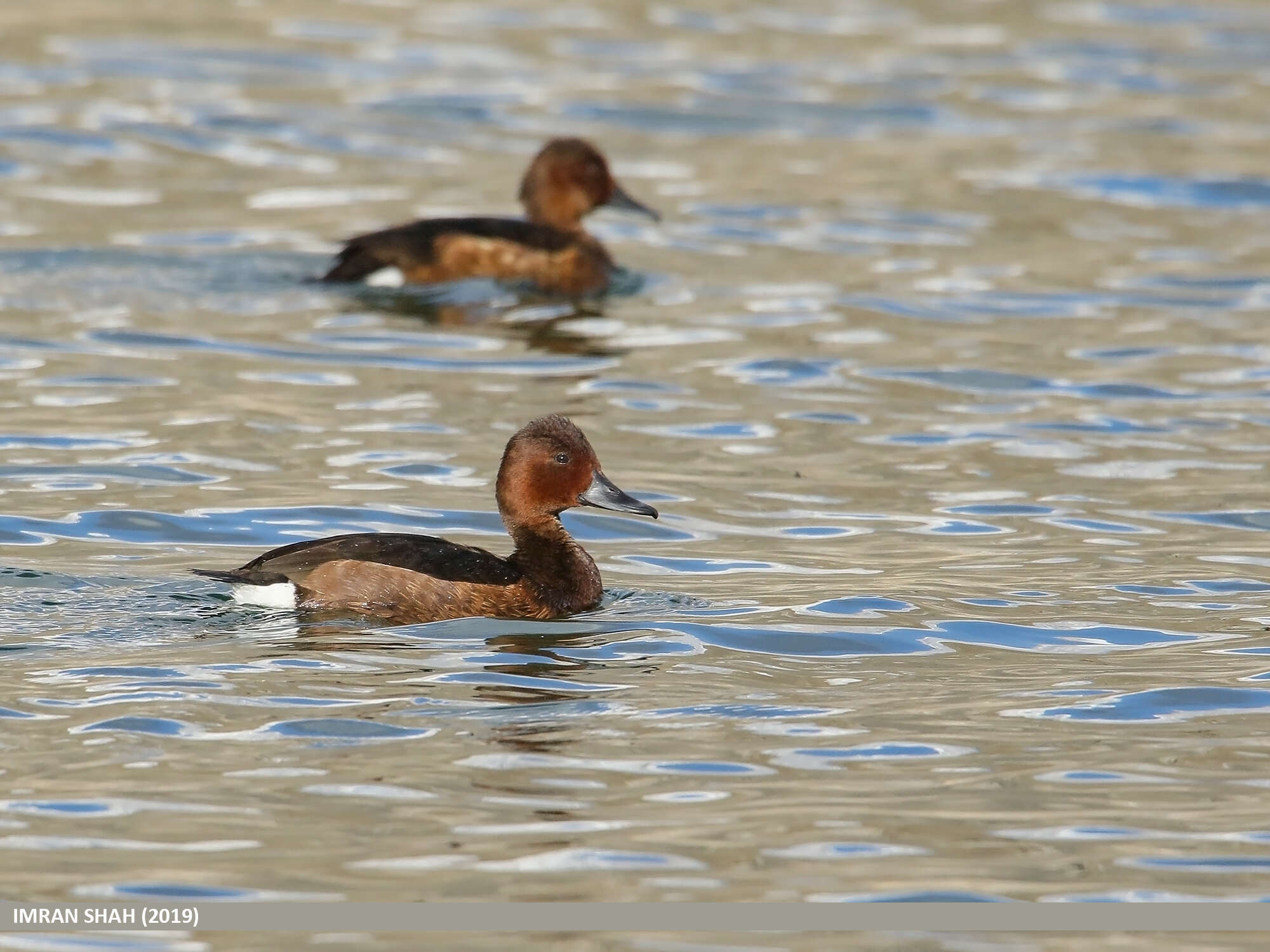 Image of Ferruginous Duck