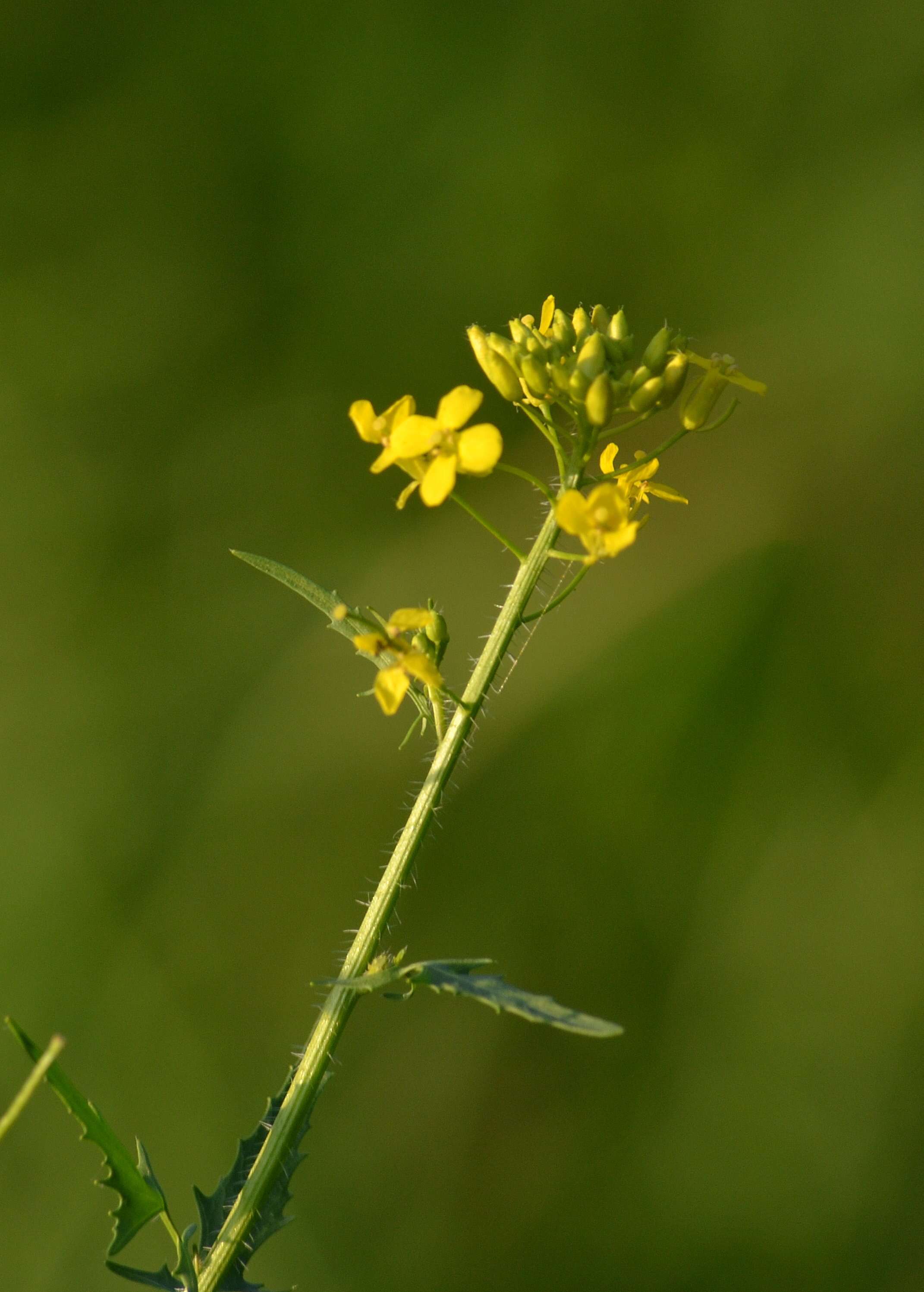 Imagem de Sisymbrium loeselii L.