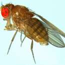 Image of Drosophila willistoni Sturtevant 1916