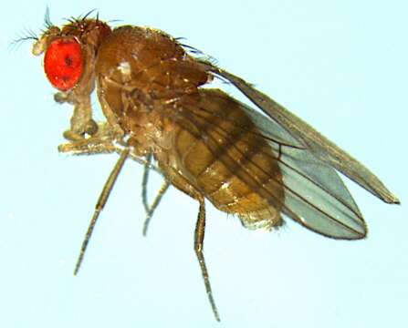 Image of Drosophila willistoni Sturtevant 1916