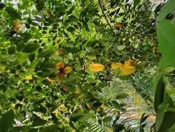 Image of carambola