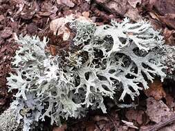 Imagem de Ramalina farinacea (L.) Ach.