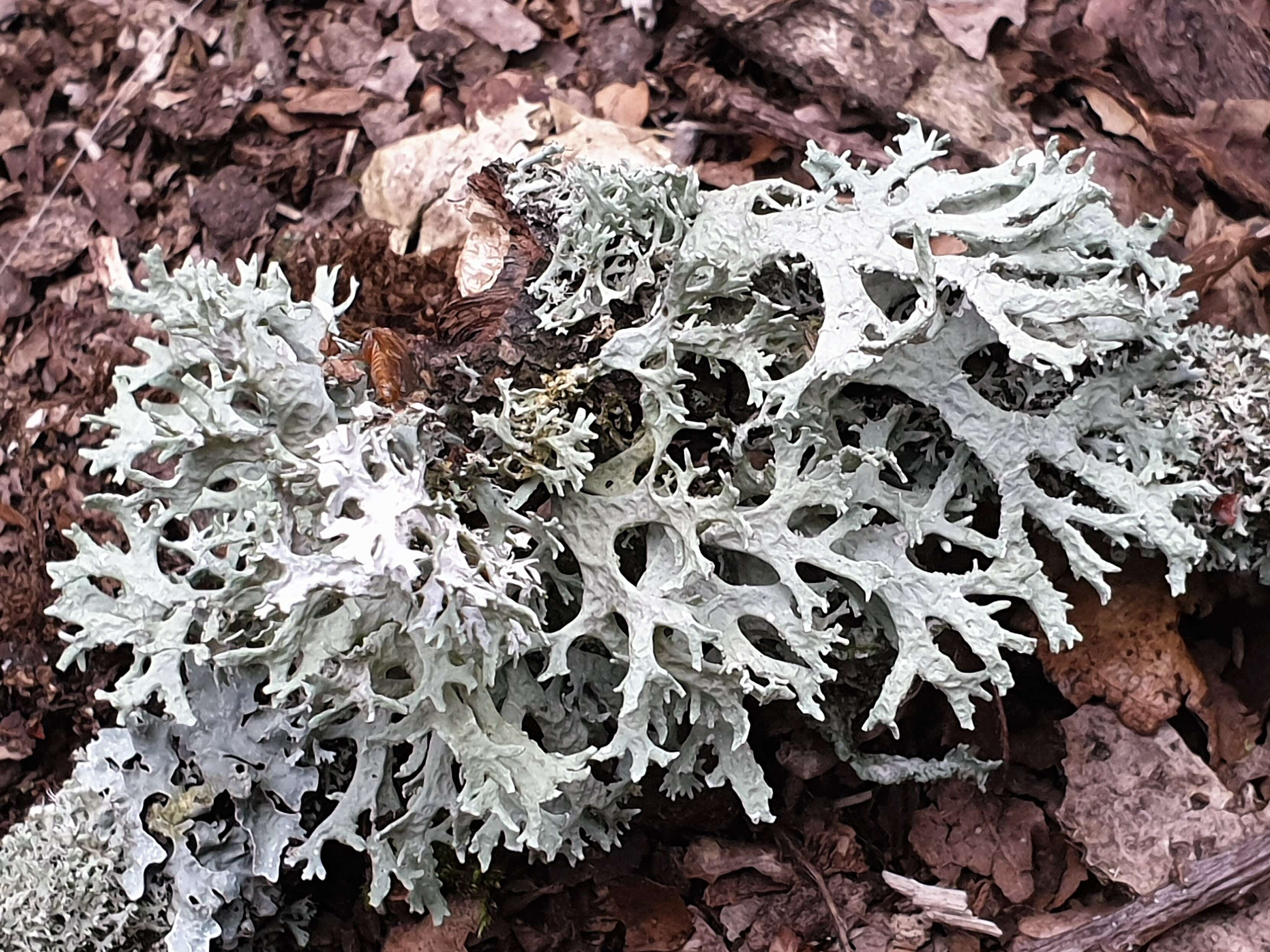 Image of farinose cartilage lichen