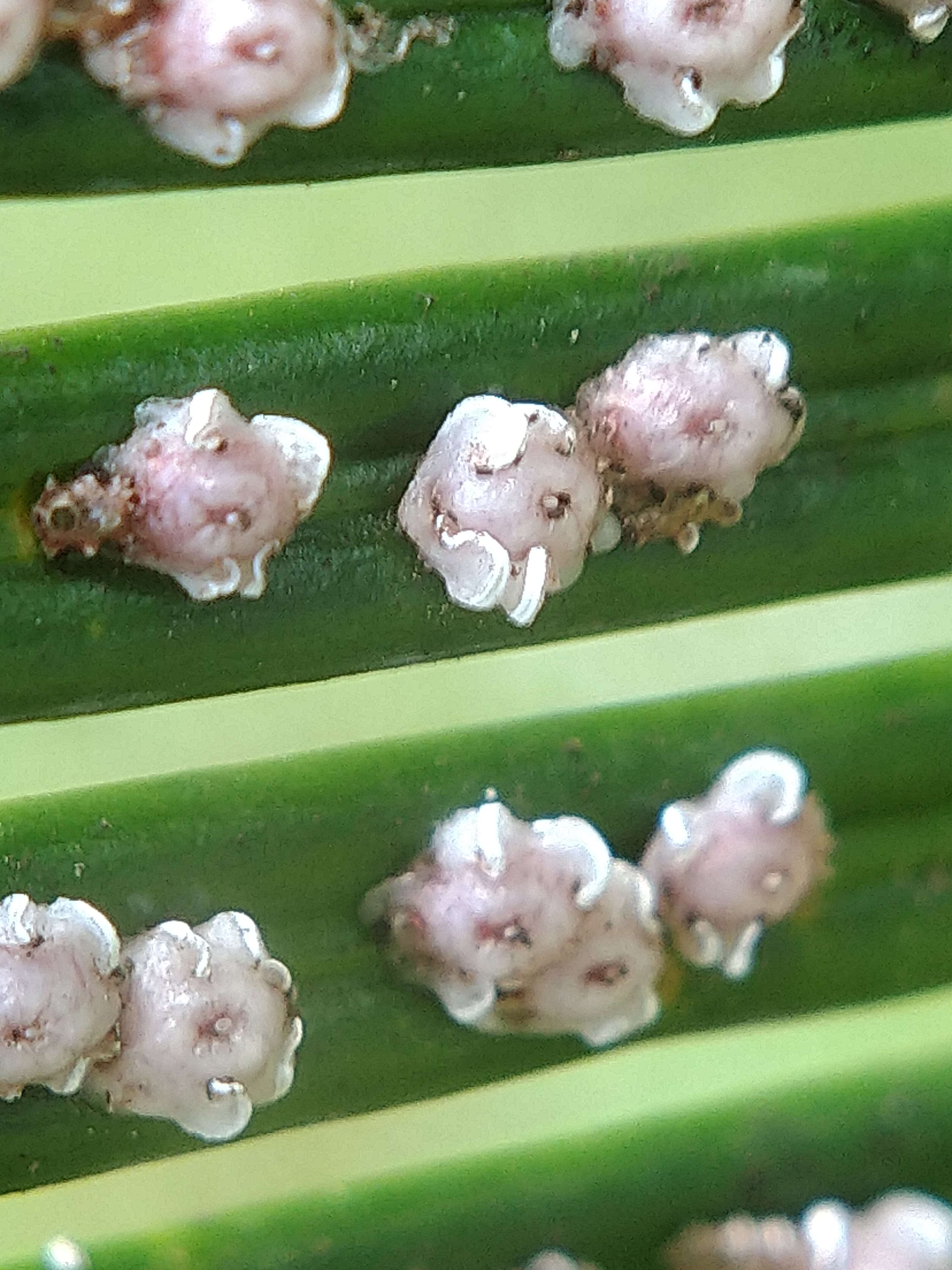 Image of Wax Scales