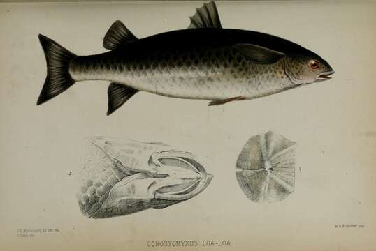 صورة Cestraeus plicatilis Valenciennes 1836