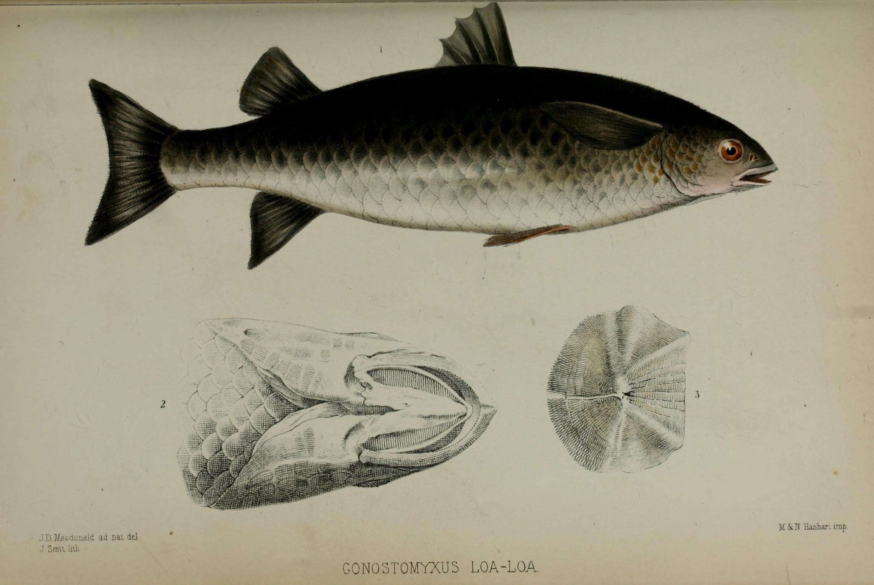 Imagem de Cestraeus plicatilis Valenciennes 1836