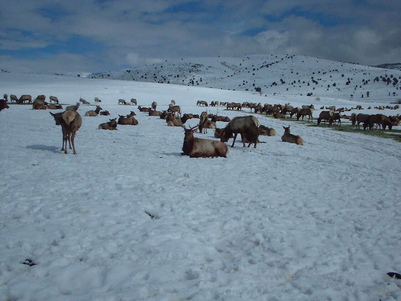 Image of Cervus canadensis nelsoni