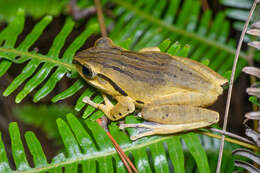 Image of Hong Kong Whipping Frog