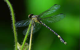 Image of Onychogomphus Selys 1854