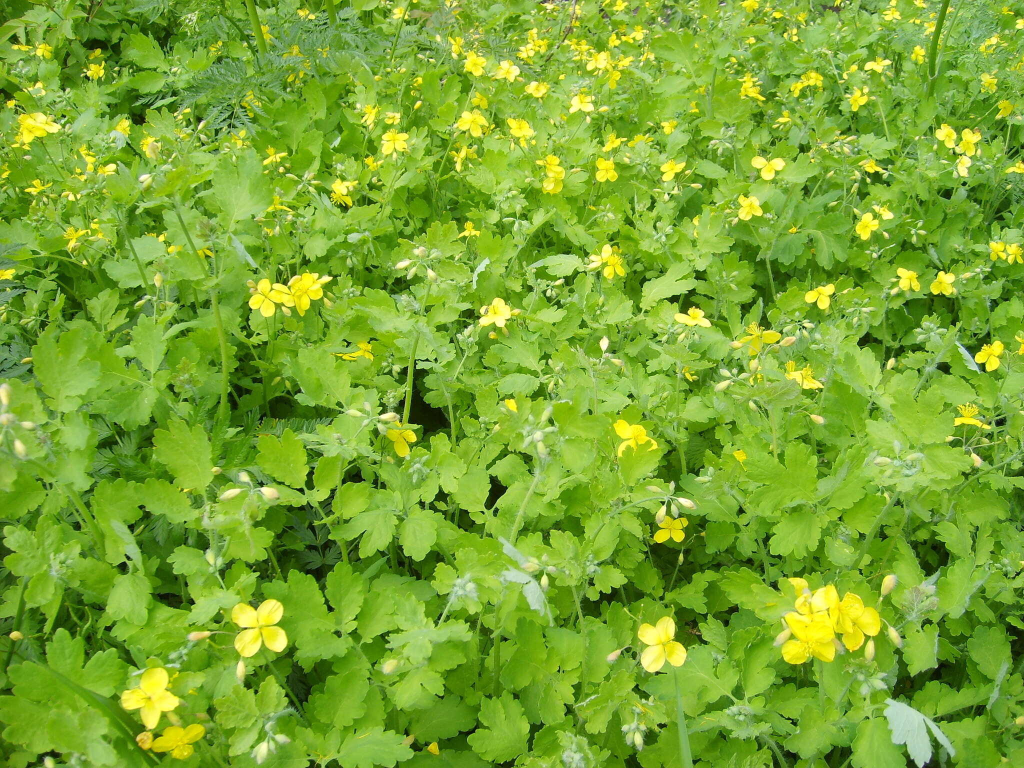 Image of celandine