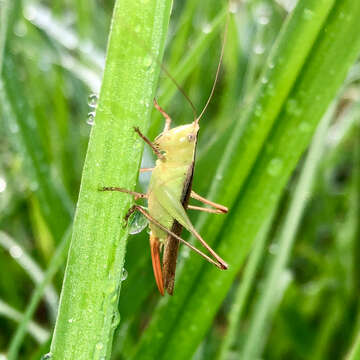 Image of Spotted Meadow Katydid