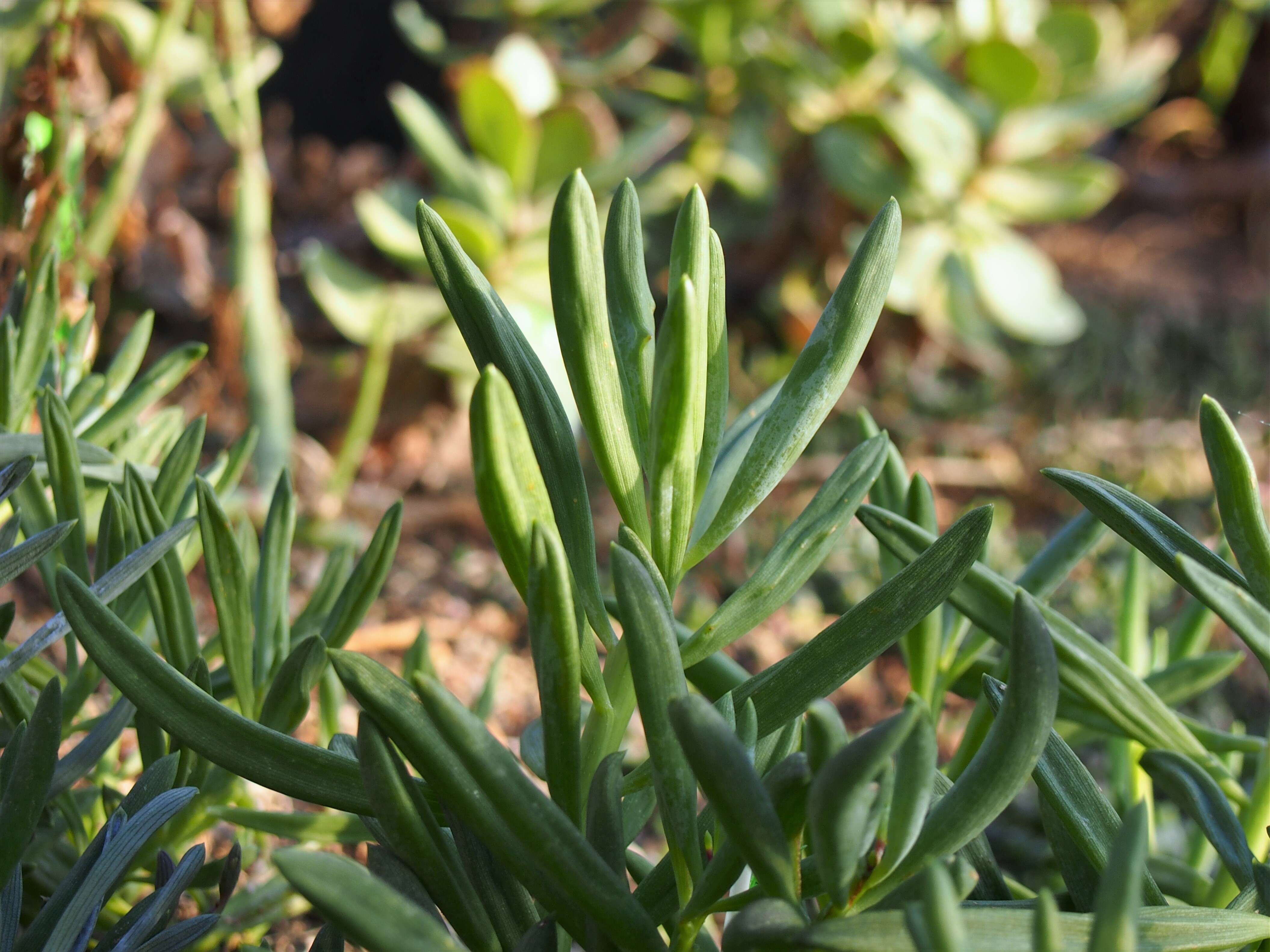 Image of Curio repens (L.) P. V. Heath