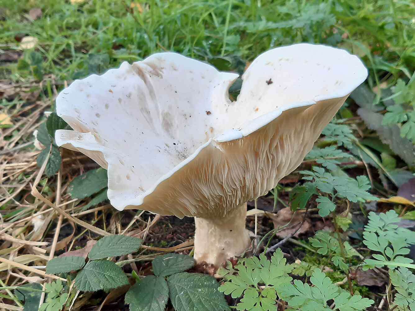 Image of giant clitocybe