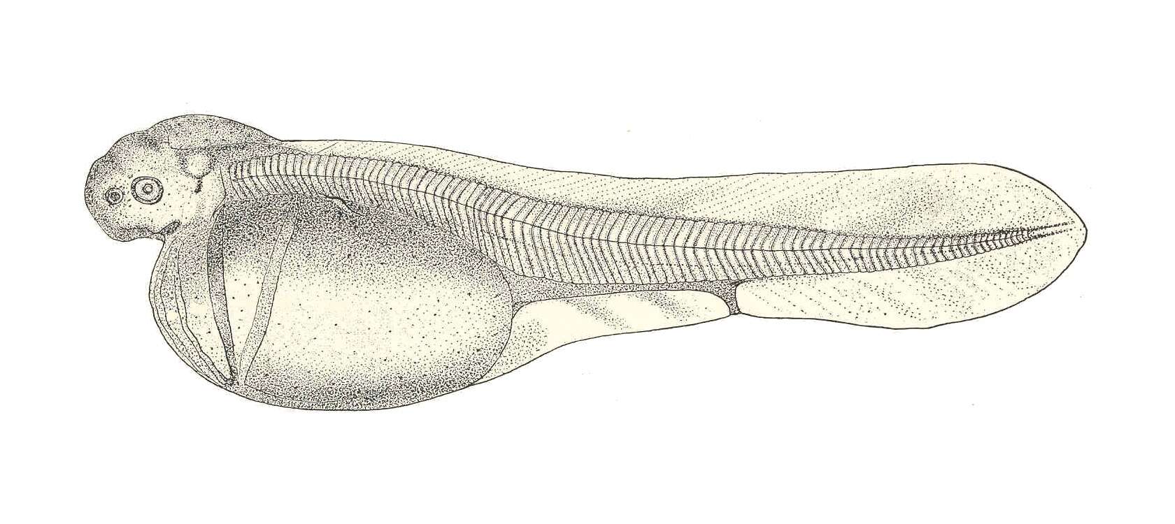 Image of Atlantic Sturgeon