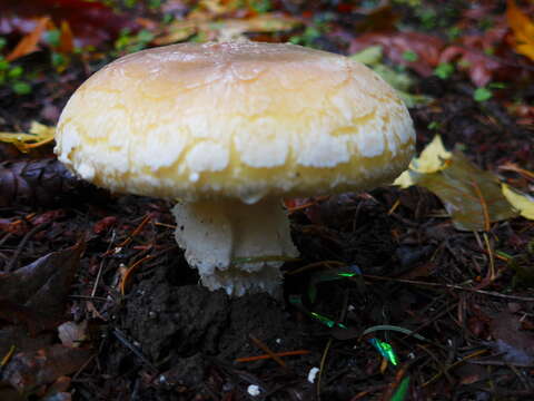 Image of gemmed Amanita