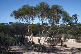 Image of Eucalyptus cylindriflora Maiden & Blakely