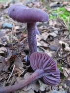 Image of Laccaria amethystina Cooke 1884