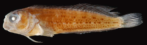 Image of Seaweed Blenny