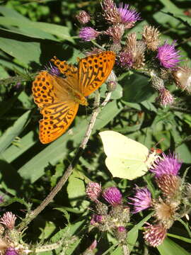 Image of High brown fritillary