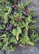 Image of leathery polypody