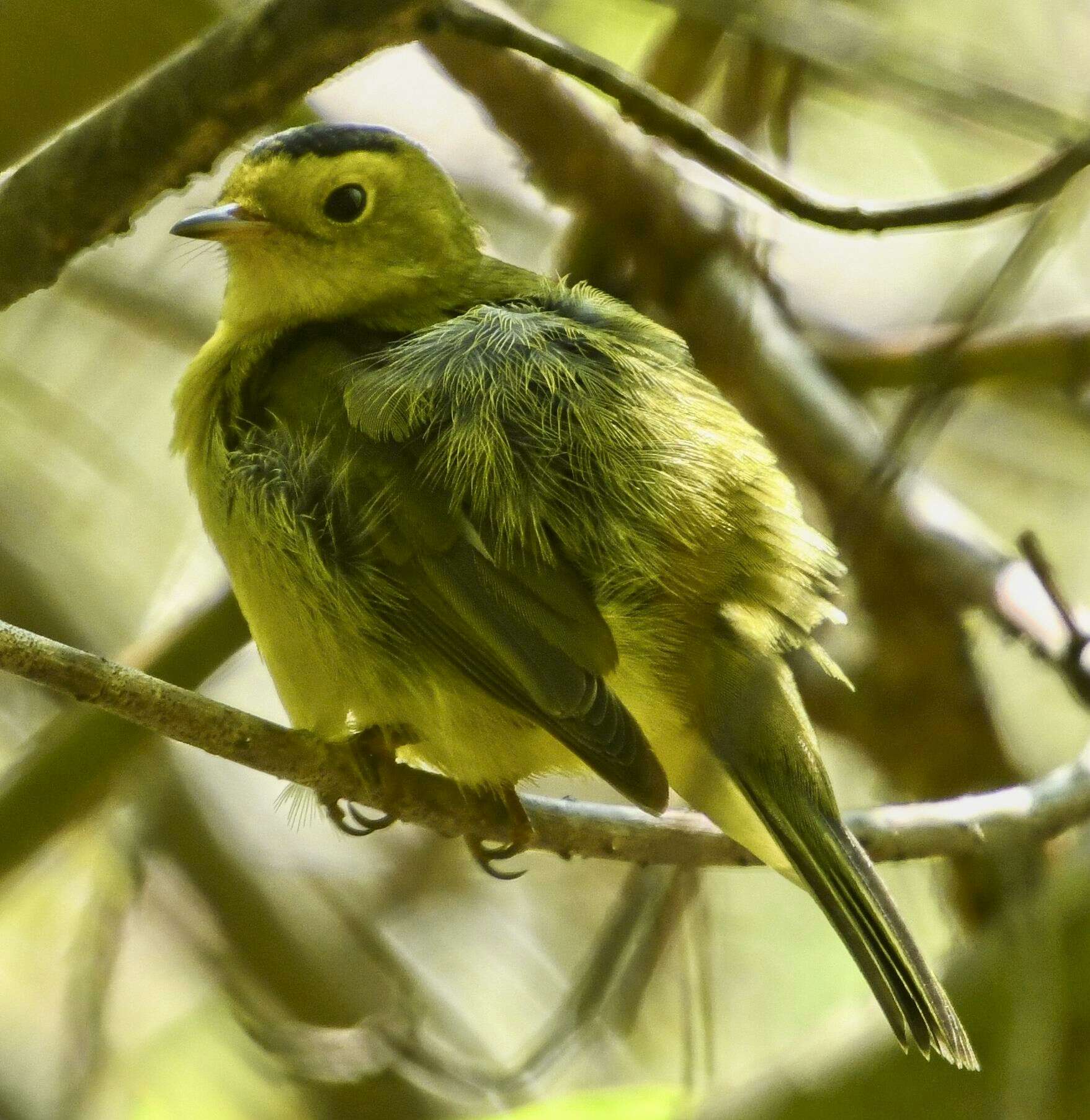 Image of Wilson's Warbler