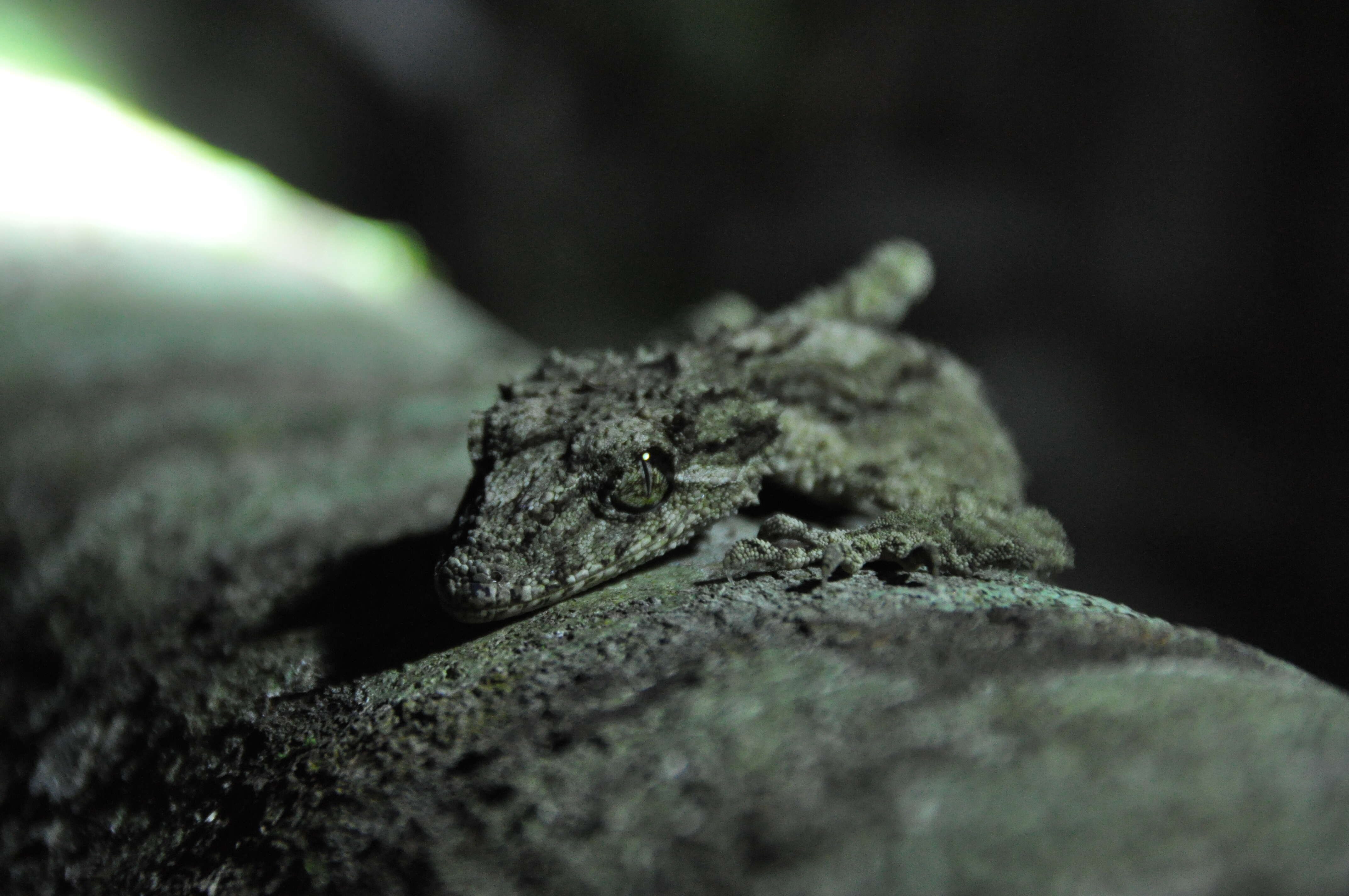 Image of Southern Leaf-tailed Gecko