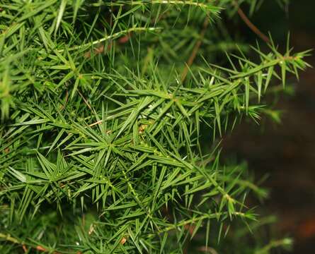 Image of Syrian juniper