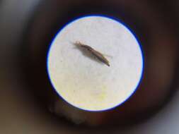 Image of Thrips