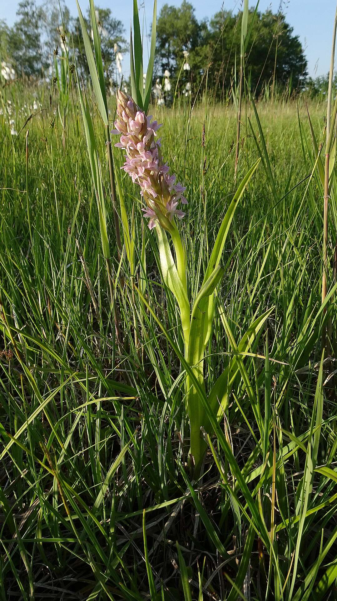 Dactylorhiza incarnata (L.) Soó resmi