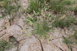 Image de Polypogon de Montpellier