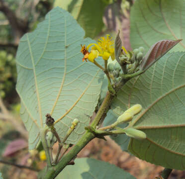 Image of Grewia tiliifolia Vahl