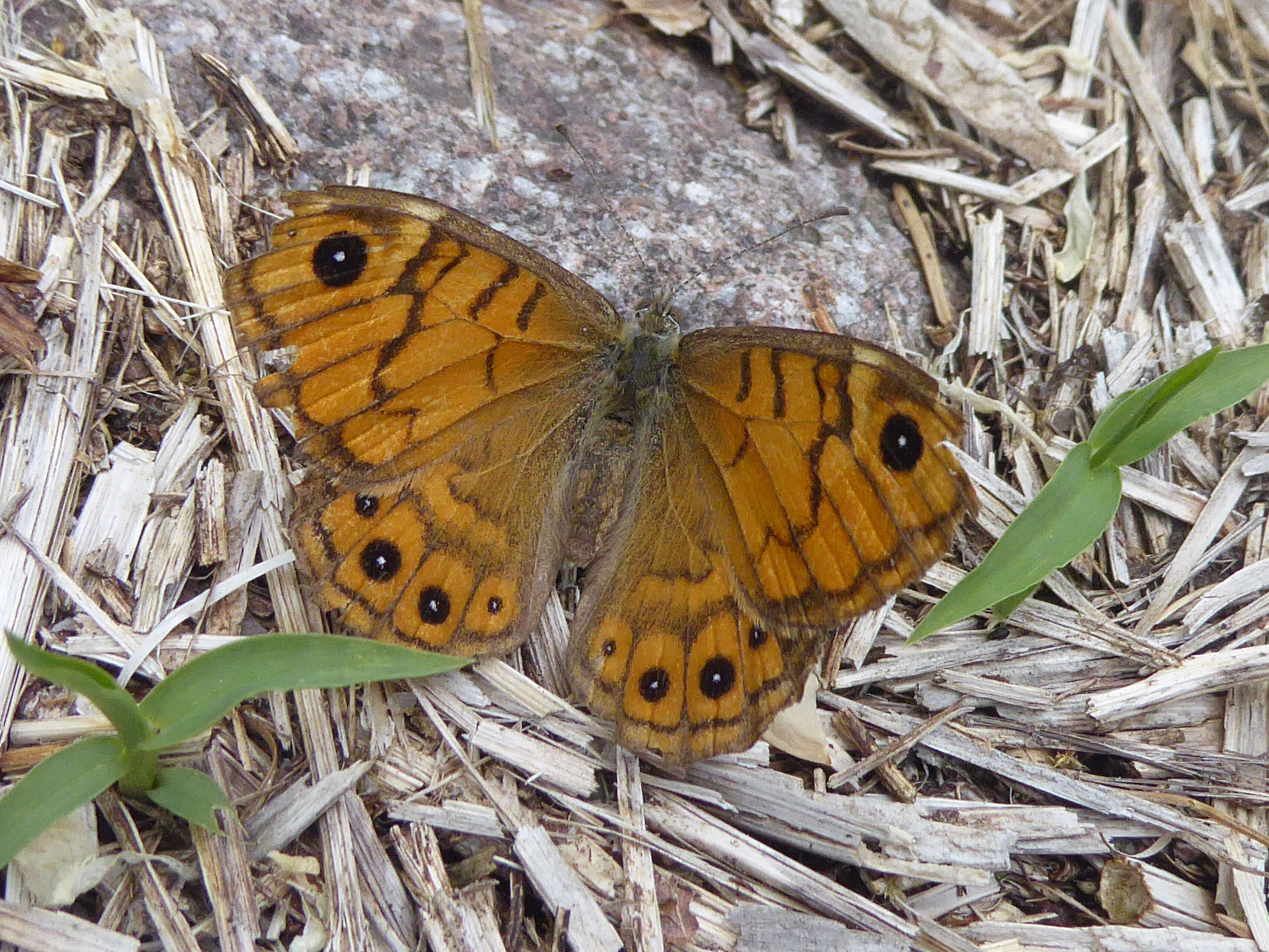 Image of Lasiommata megera