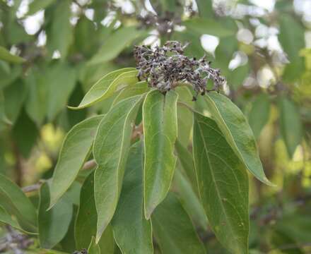 Imagem de Volkameria glabra (E. Mey.) Mabb. & Y. W. Yuan