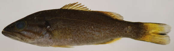 Image of Smallmouth Bass