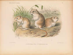 Image of Mid-day Gerbil
