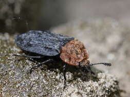 صورة Oiceoptoma thoracicum (Linnaeus 1758)