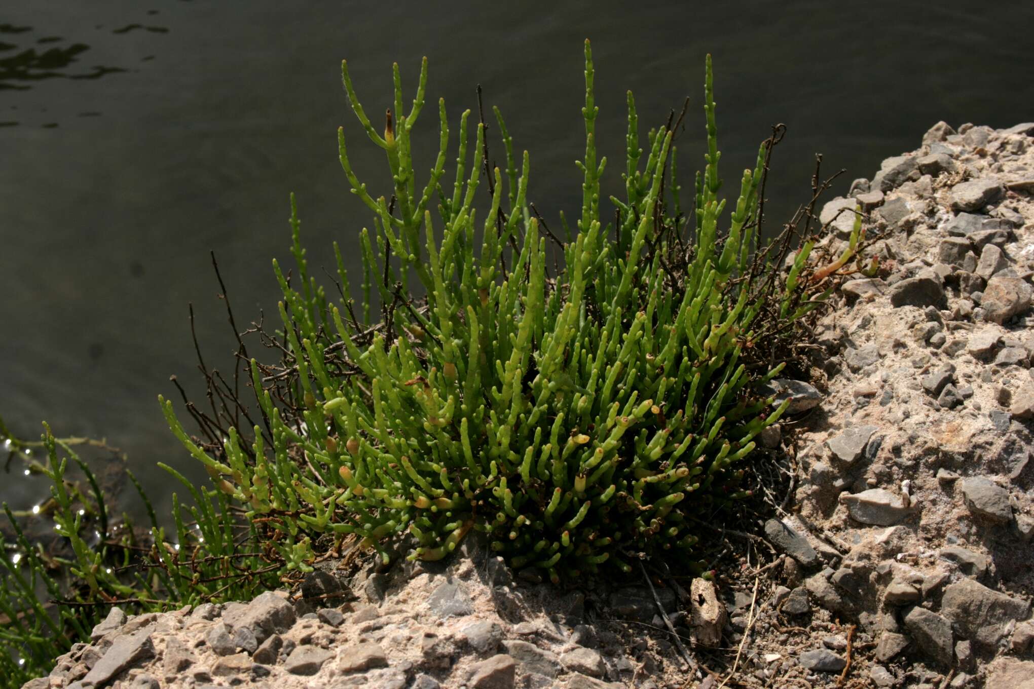 Слика од Salicornia perennis Miller