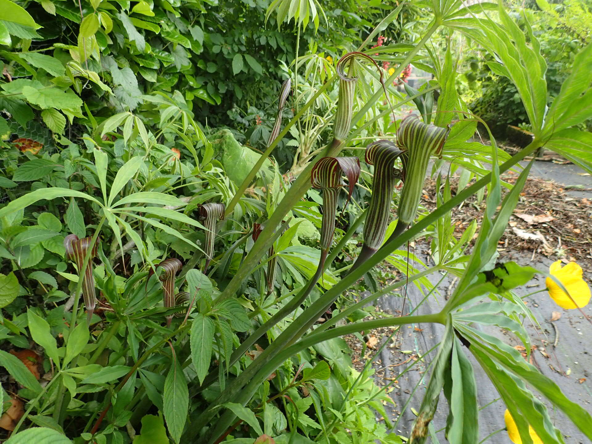 Image of Jack in the pulpit