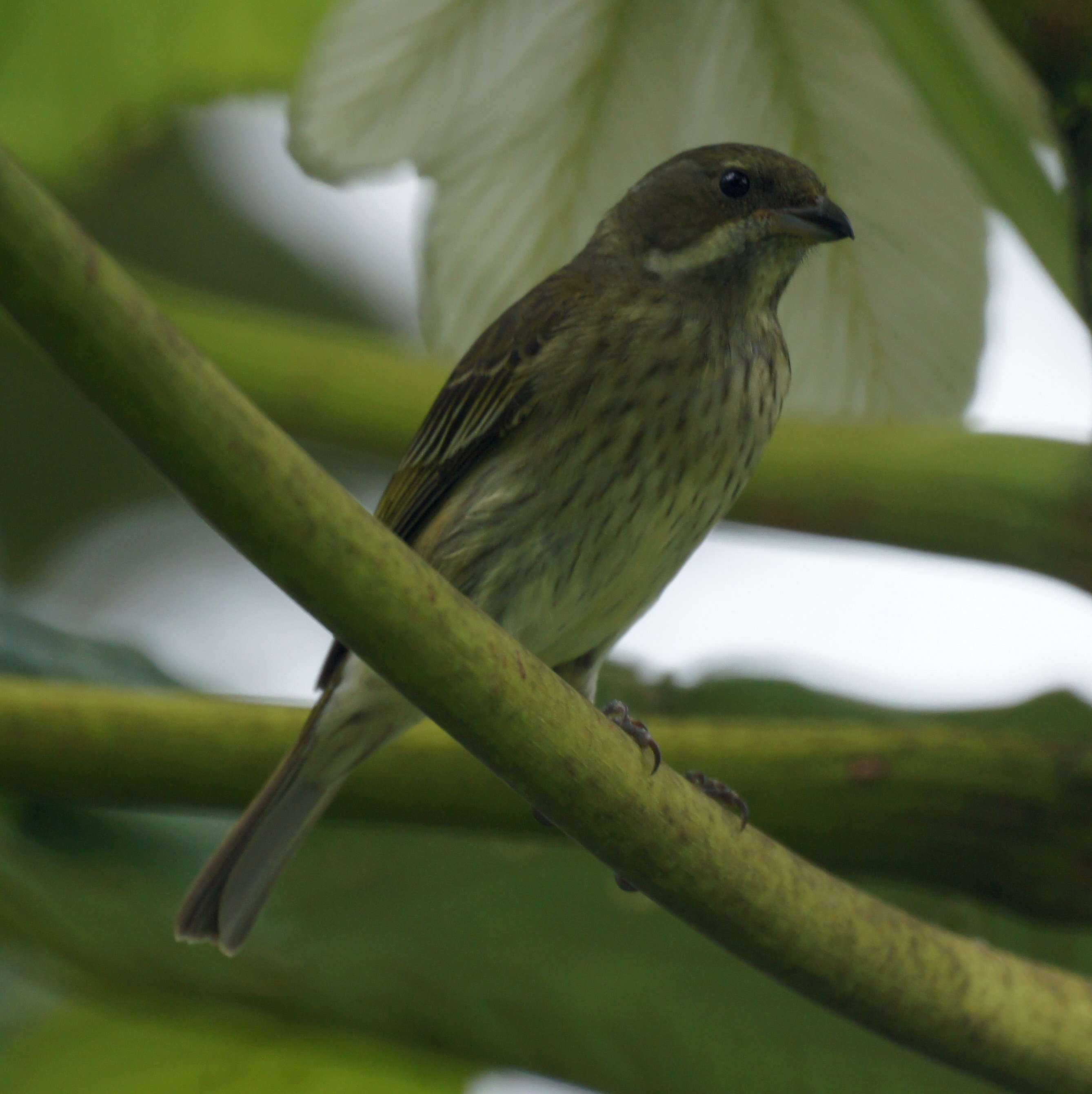 Image of Puerto Rican Spindalis