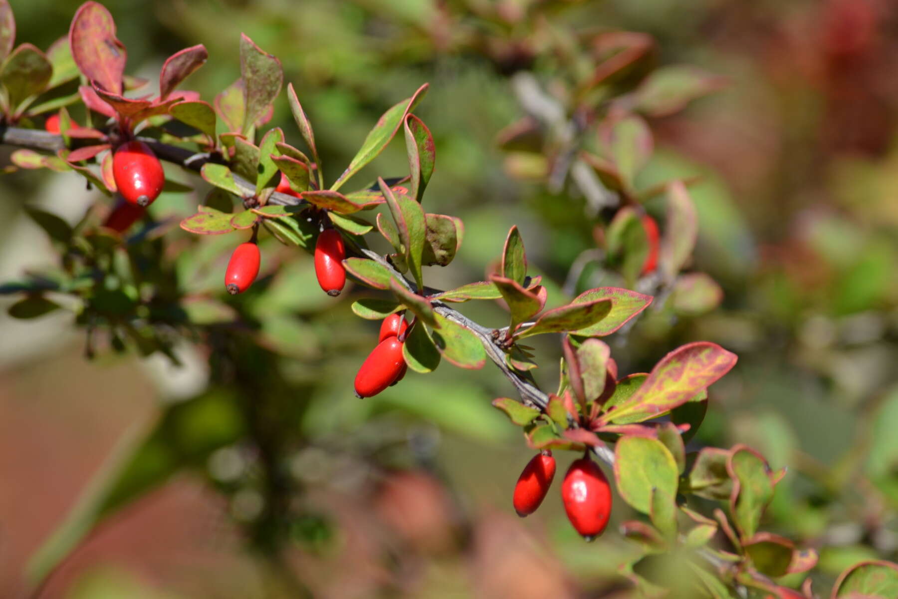 Image of Japanese barberry