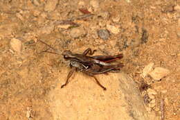 Image of New Zealand Grasshopper