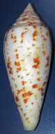 Image of Conus pretiosus G. Nevill & H. Nevill 1874