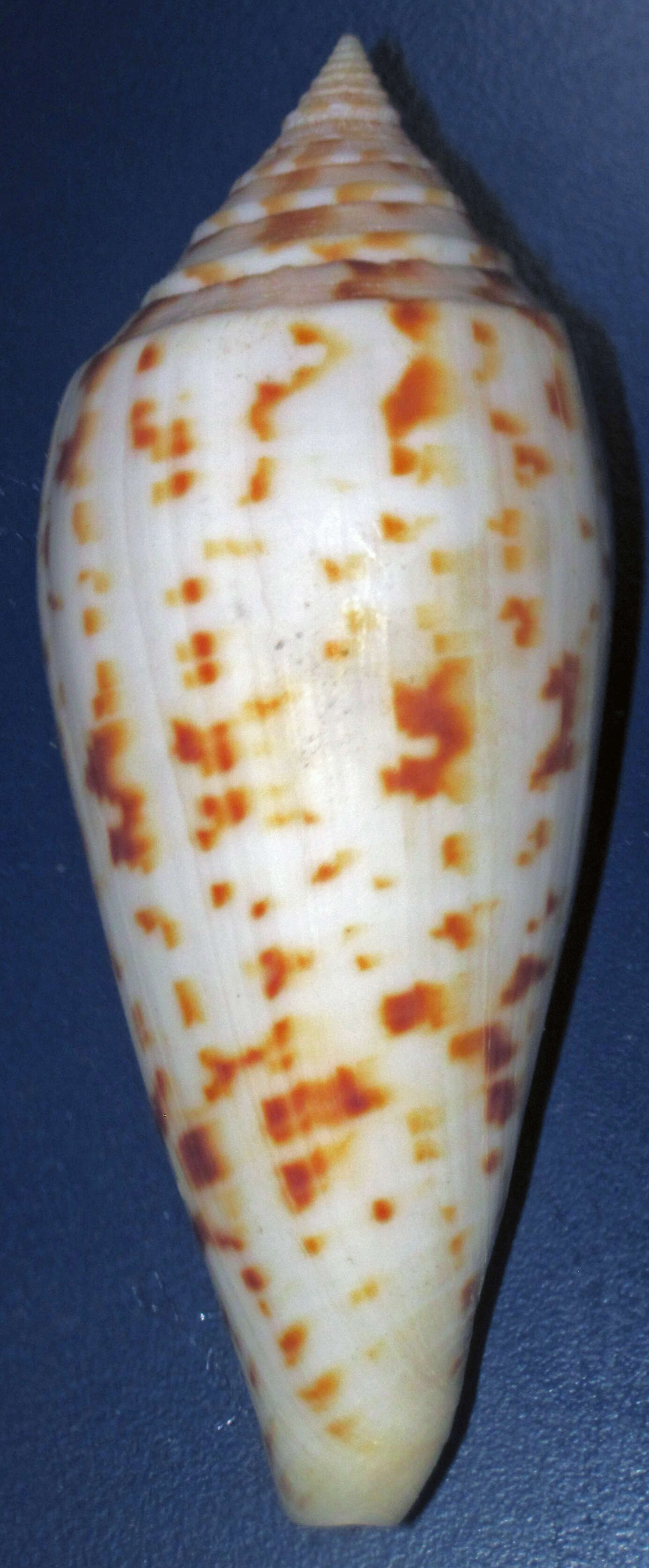 Conus pretiosus G. Nevill & H. Nevill 1874的圖片