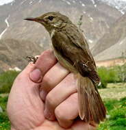 Image of Large-billed Reed Warbler