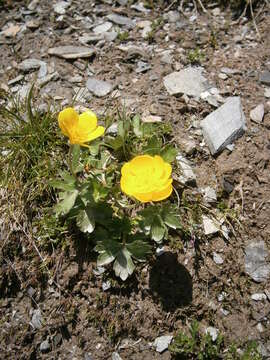 Image of Ranunculus montanus Willd.