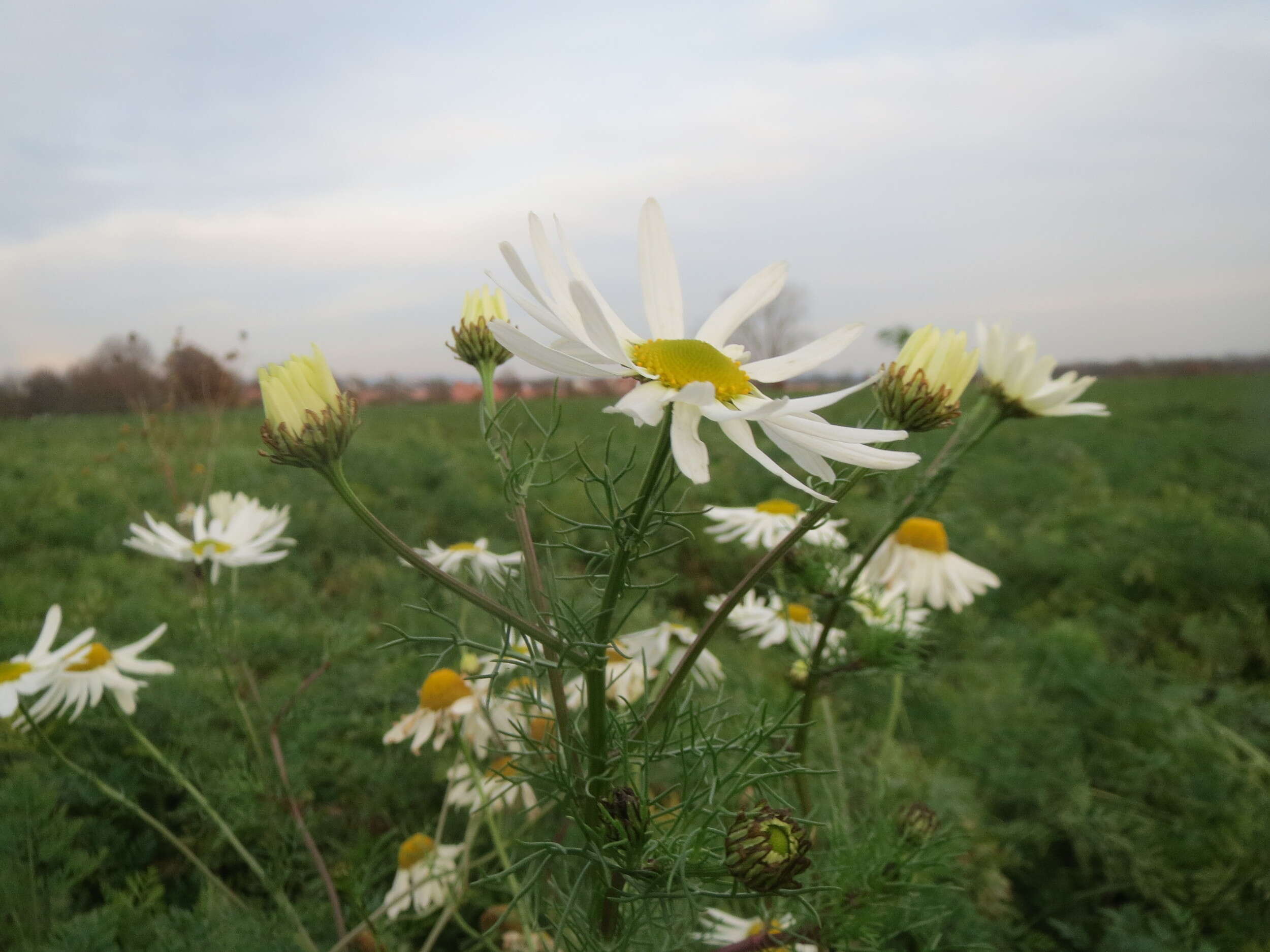 Image of scentless false mayweed