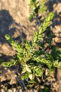 Image of Thymelaea hirsuta (L.) Endl.