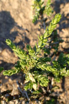 Слика од Thymelaea hirsuta (L.) Endl.